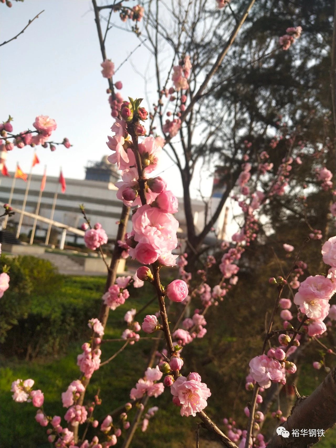 花已盛开，春已归来